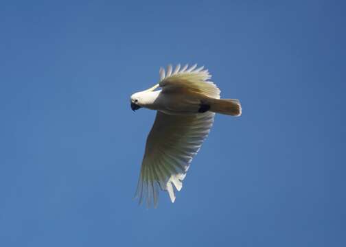 Image of Sulphur-crested Cockatoo