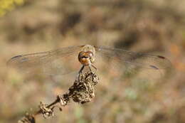 Image of Common Darter