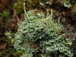 Image of Cladonia macilenta