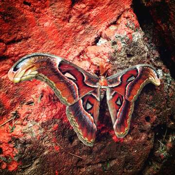 Image of atlas moth