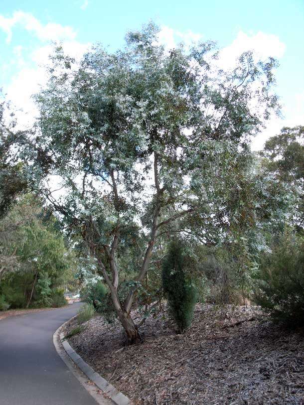 Image of Risdon peppermint gum