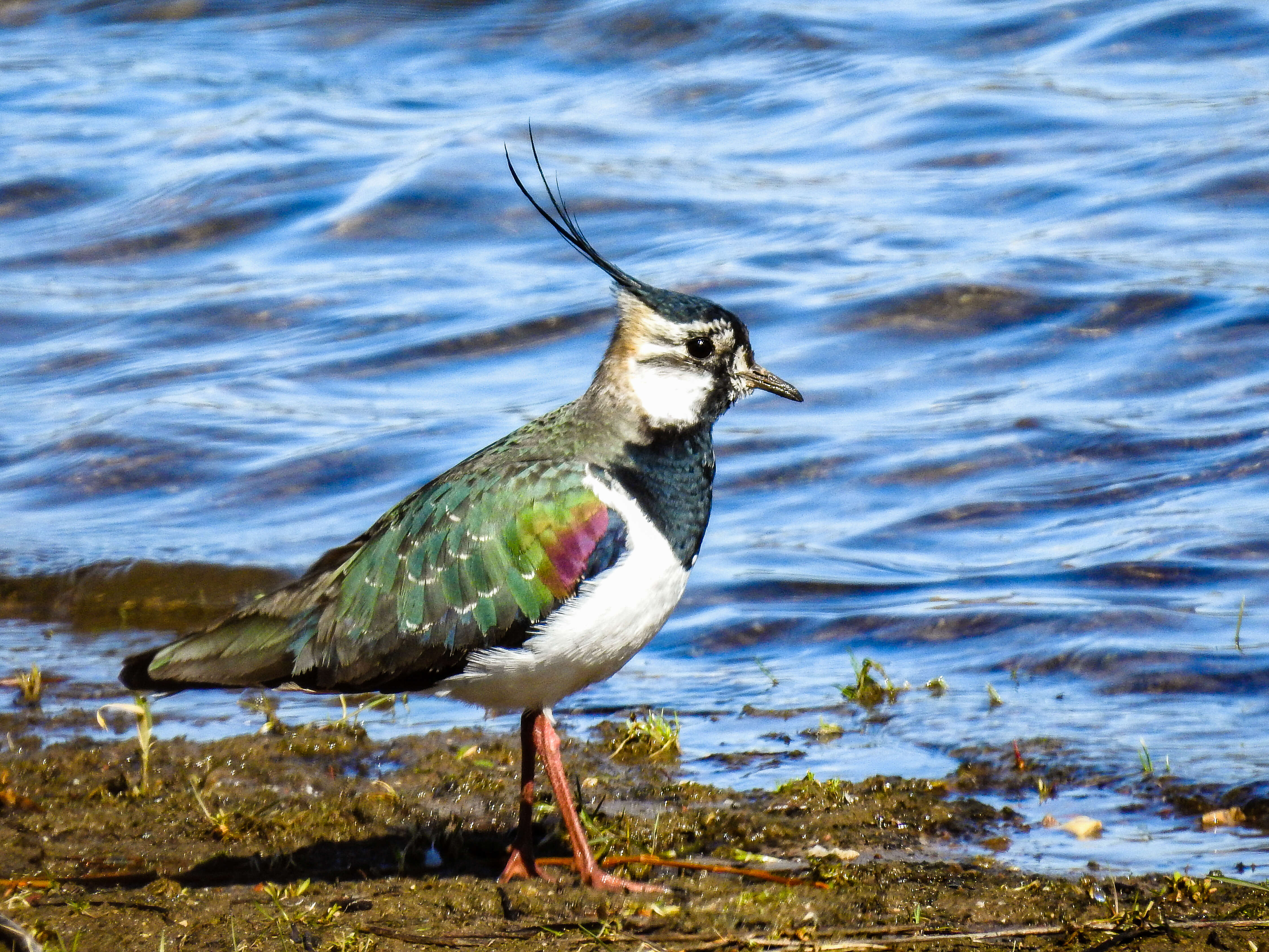 Image of Lapwing