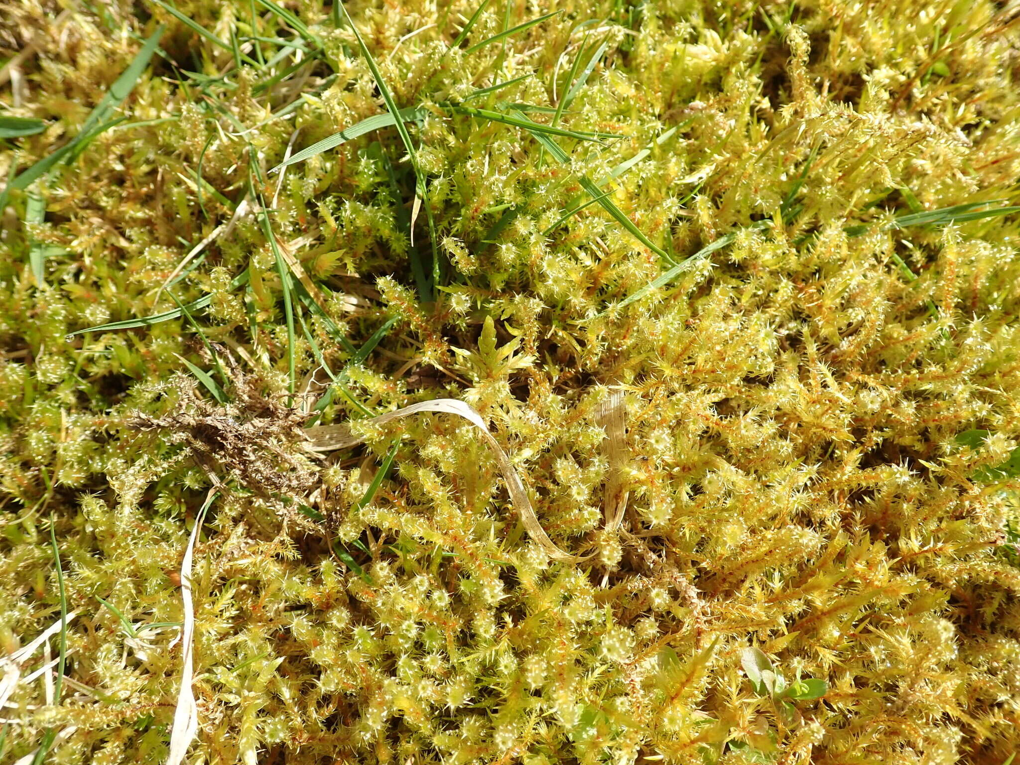 Image of square goose neck moss