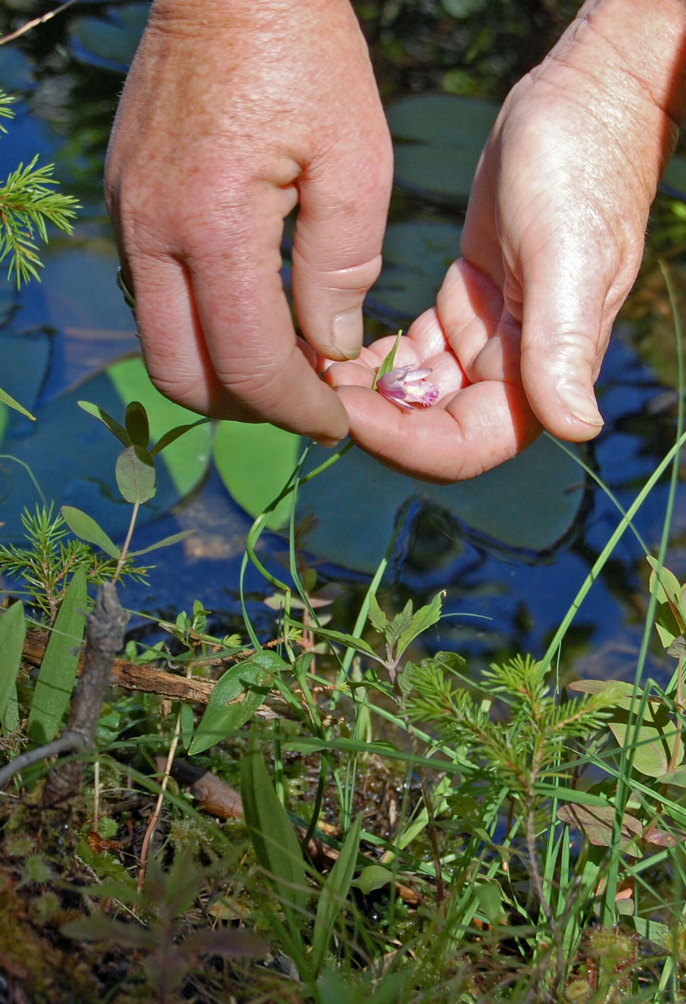 Image of snakemouth orchid