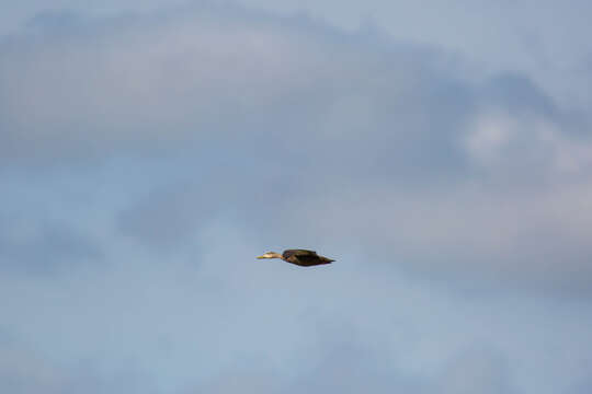 Image of Florida duck