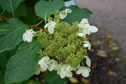 Image of panicled hydrangea