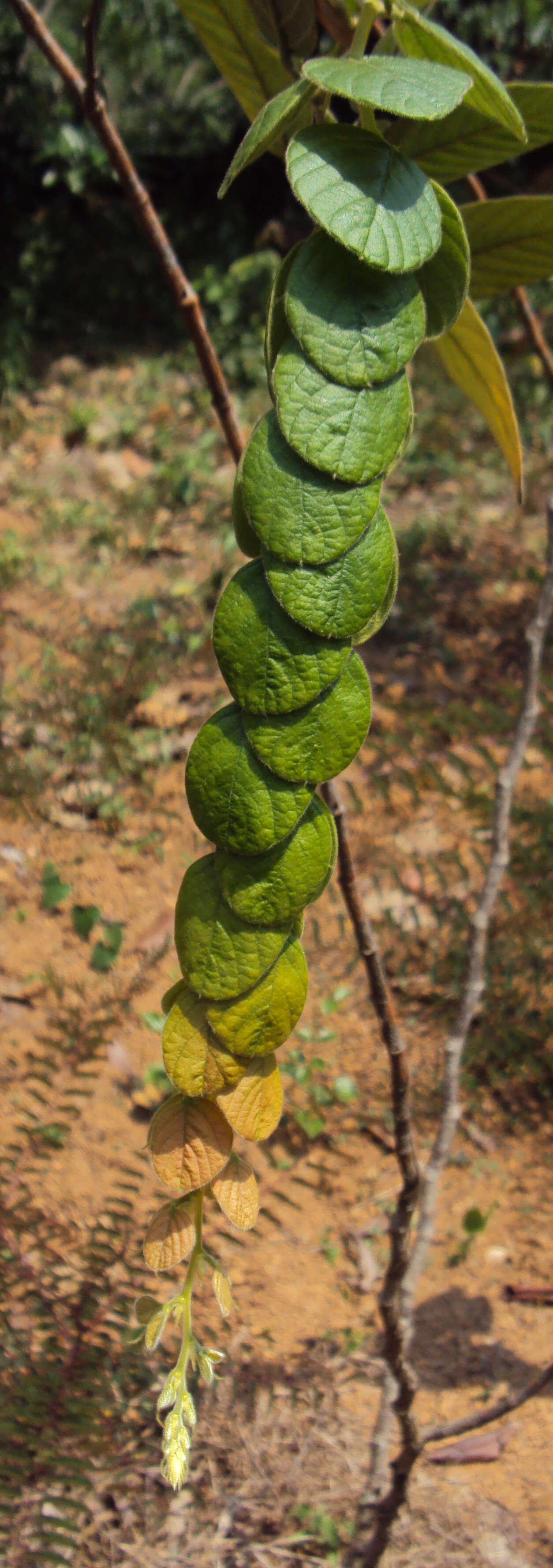 Sivun Phyllodium pulchellum (L.) Desv. kuva