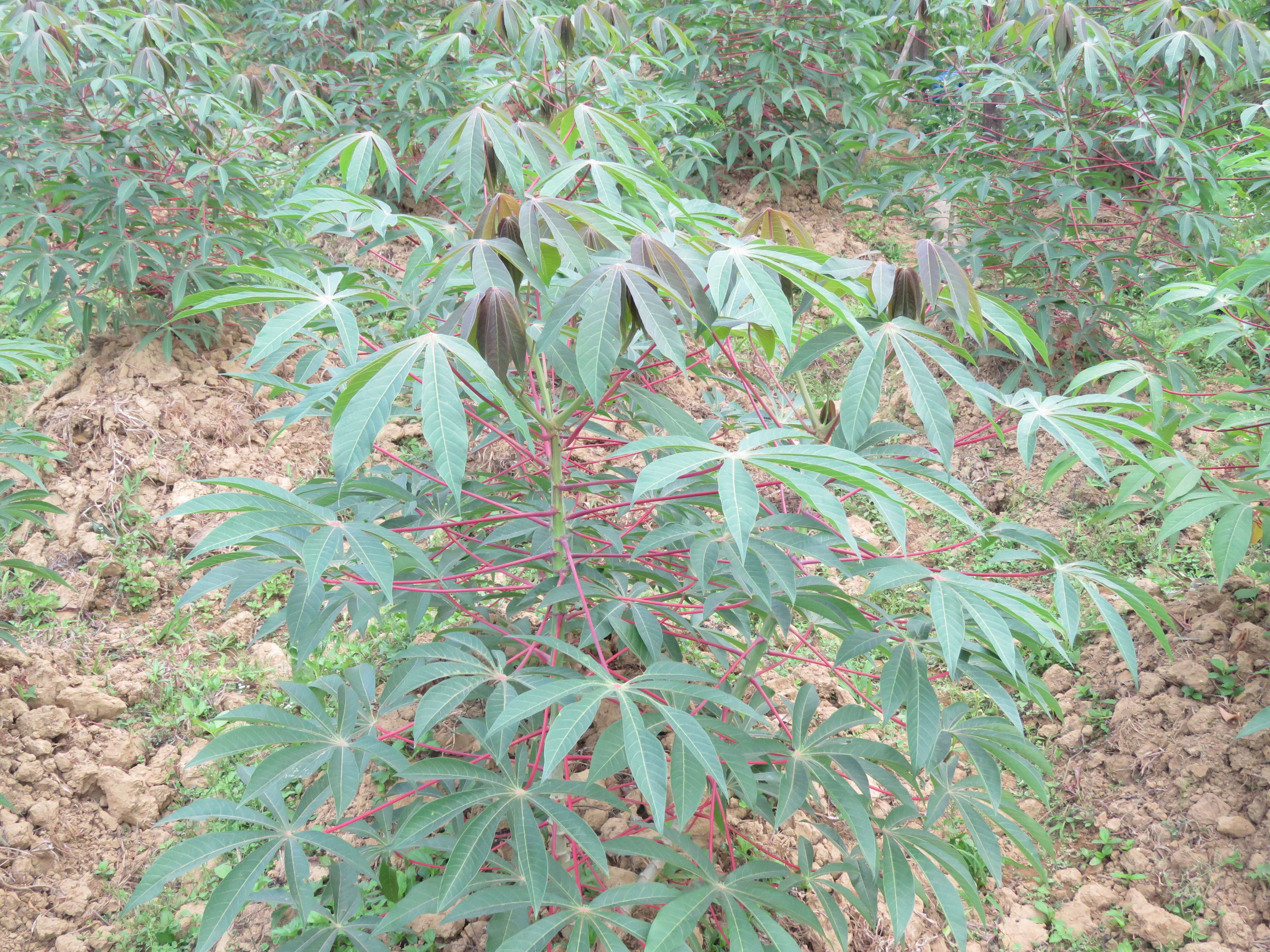 Image of cassava