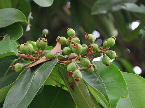 Слика од Syzygium grande (Wight) N. P. Balakrishnan