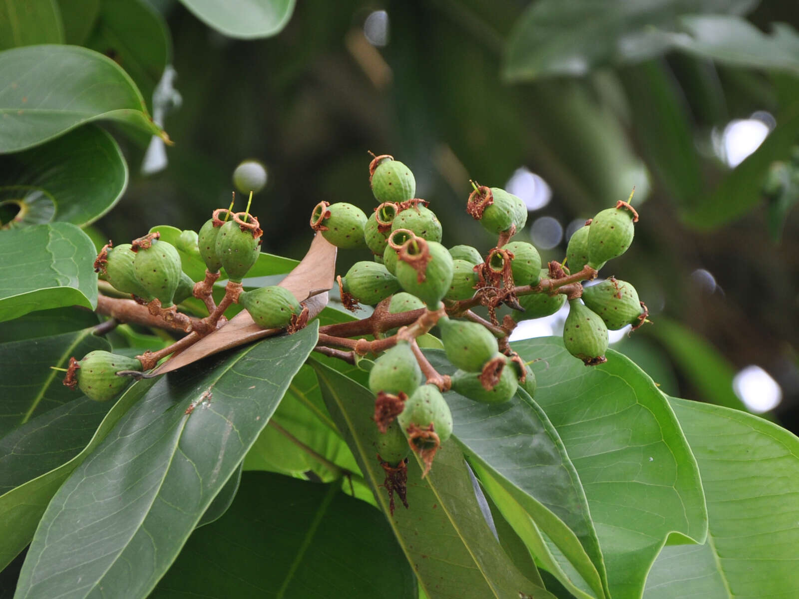 Слика од Syzygium grande (Wight) N. P. Balakrishnan