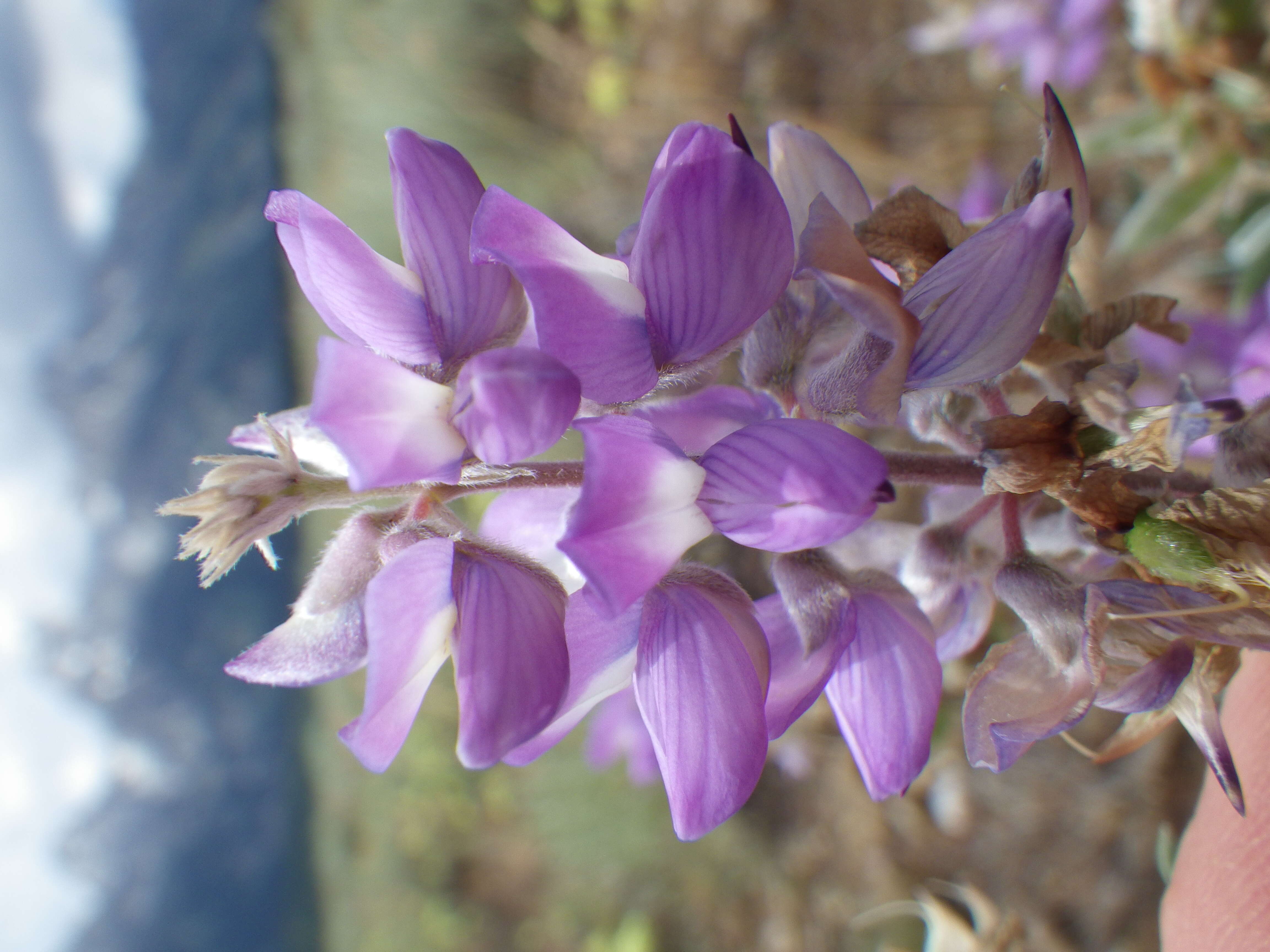 Imagem de Lupinus argenteus Pursh