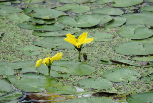 Image of yellow floatingheart