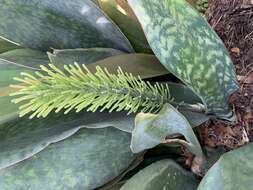 Image of Sansevieria masoniana Chahin.