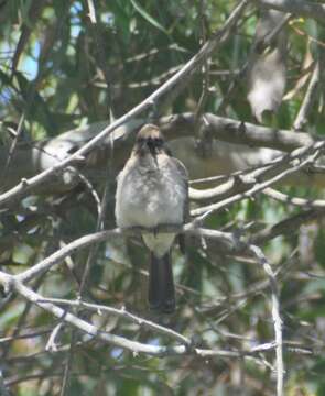 Image of Common Bulbul