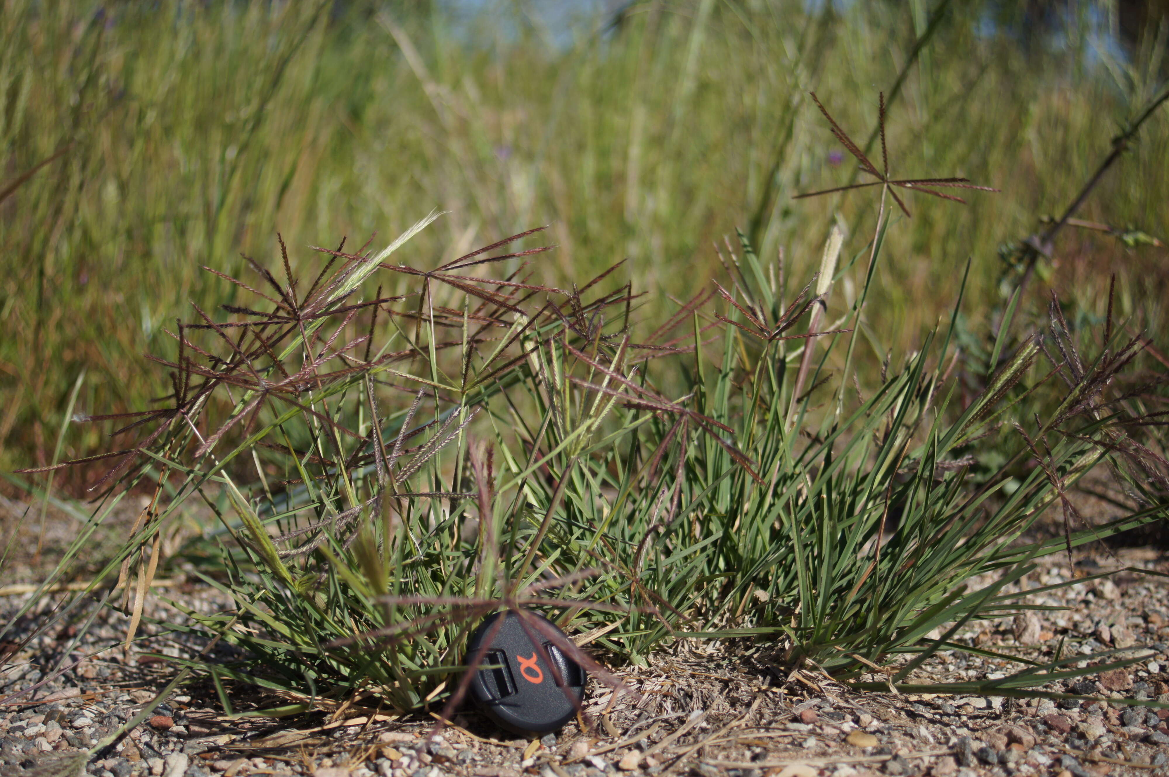 Image of Australian fingergrass