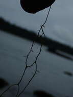 Image of Fishnet;   Menzies' cartilage lichen