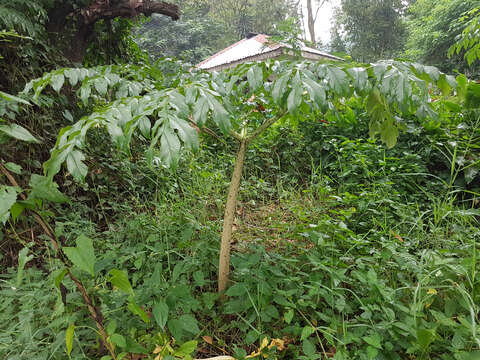 Image of Elephant foot yam