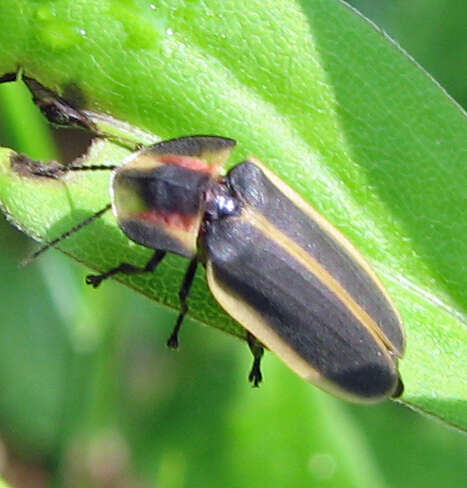 Image of Pyractomena angulata (Say 1825)