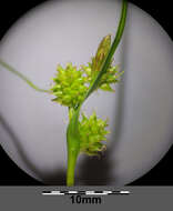 Image of Carex viridula