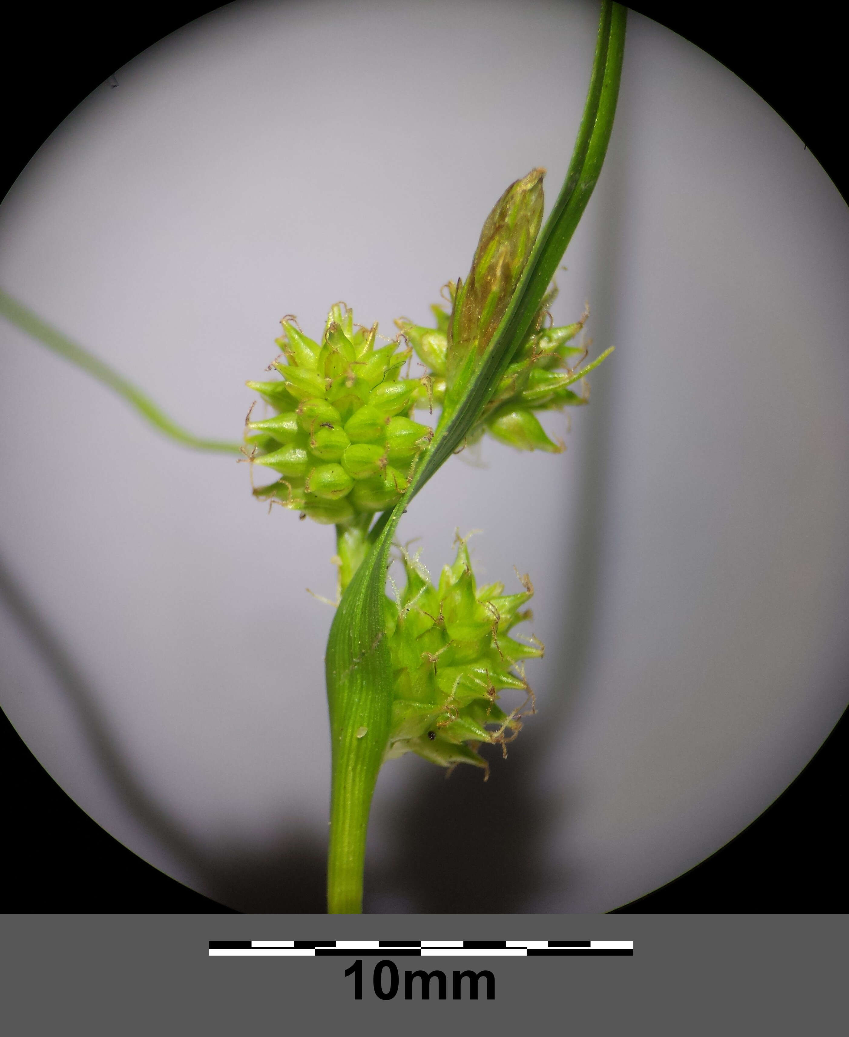 Image of Carex viridula