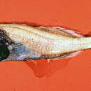 Image of Abyssoberyx levisquamosus Merrett & Moore 2005