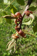 Image of shellbark hickory