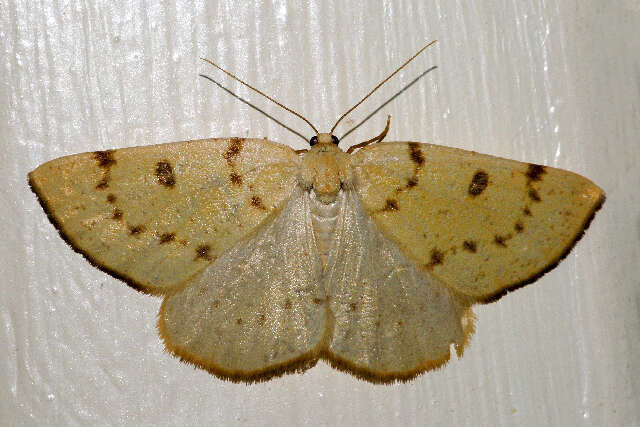 Image of Sulphur Moth