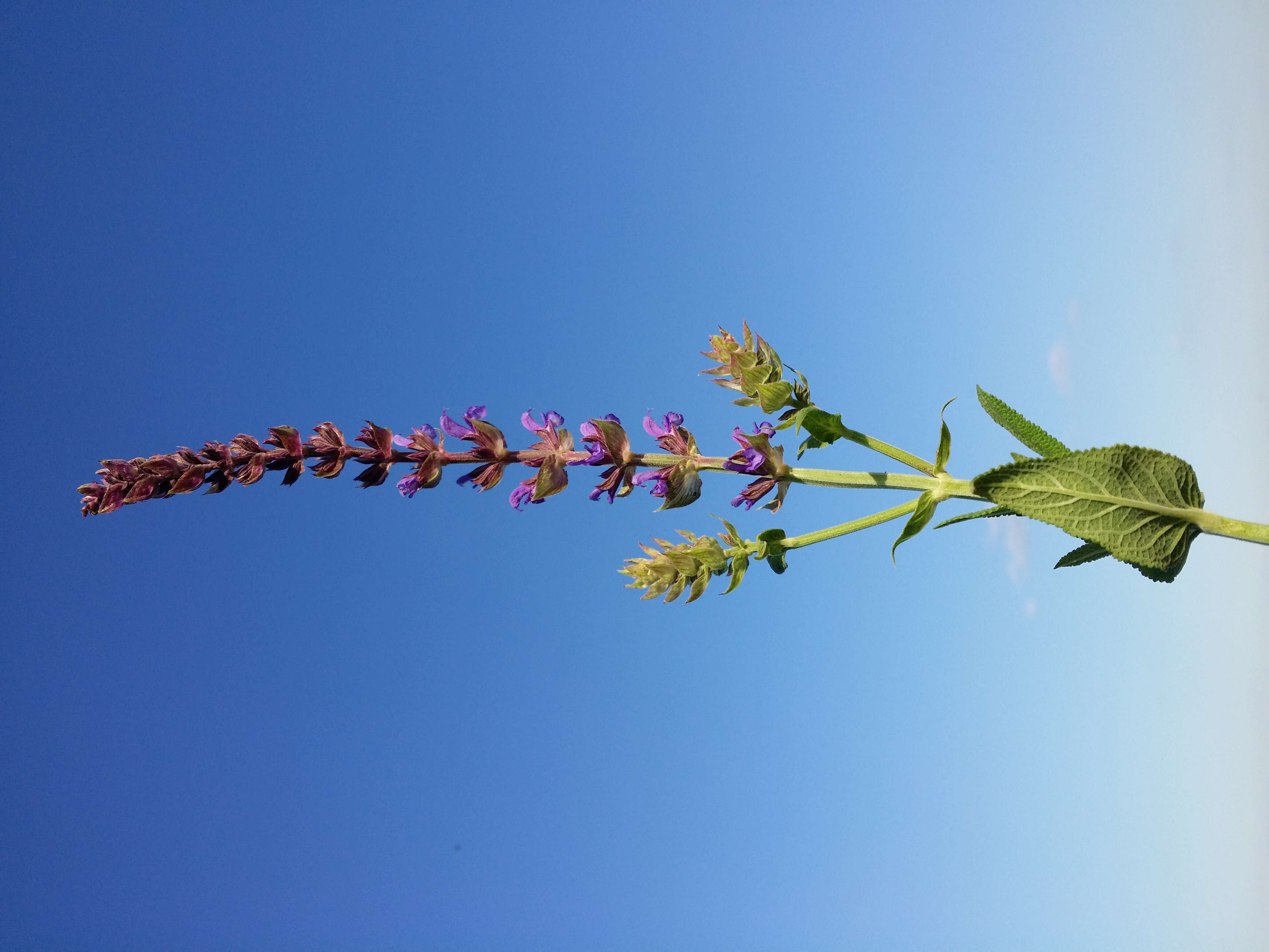 Imagem de Salvia nemorosa L.