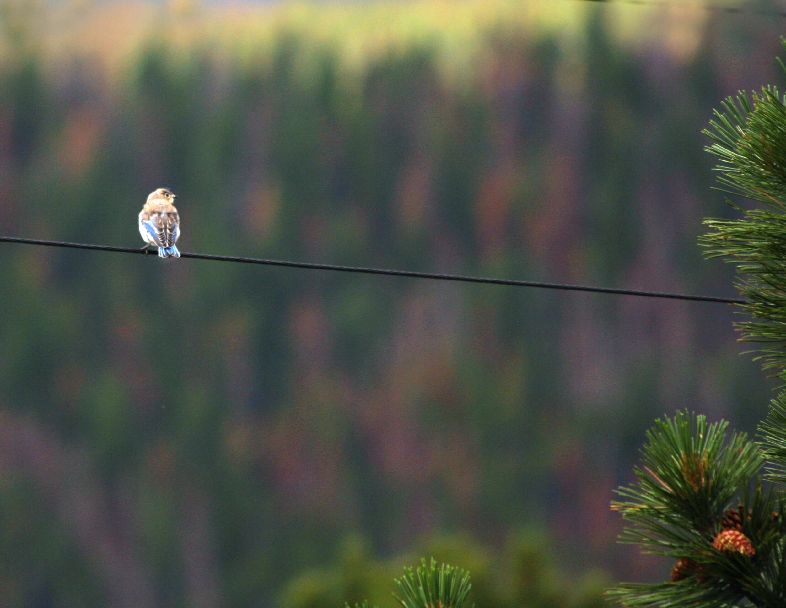 Image of Western Bluebird