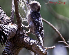 Image of Brown-capped Pygmy Woodpecker