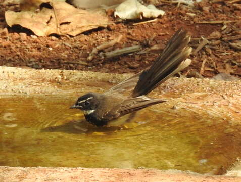 Image of White-spotted Fantail