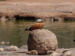 Image of Ruddy Shelduck