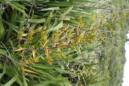Image of mountain flax