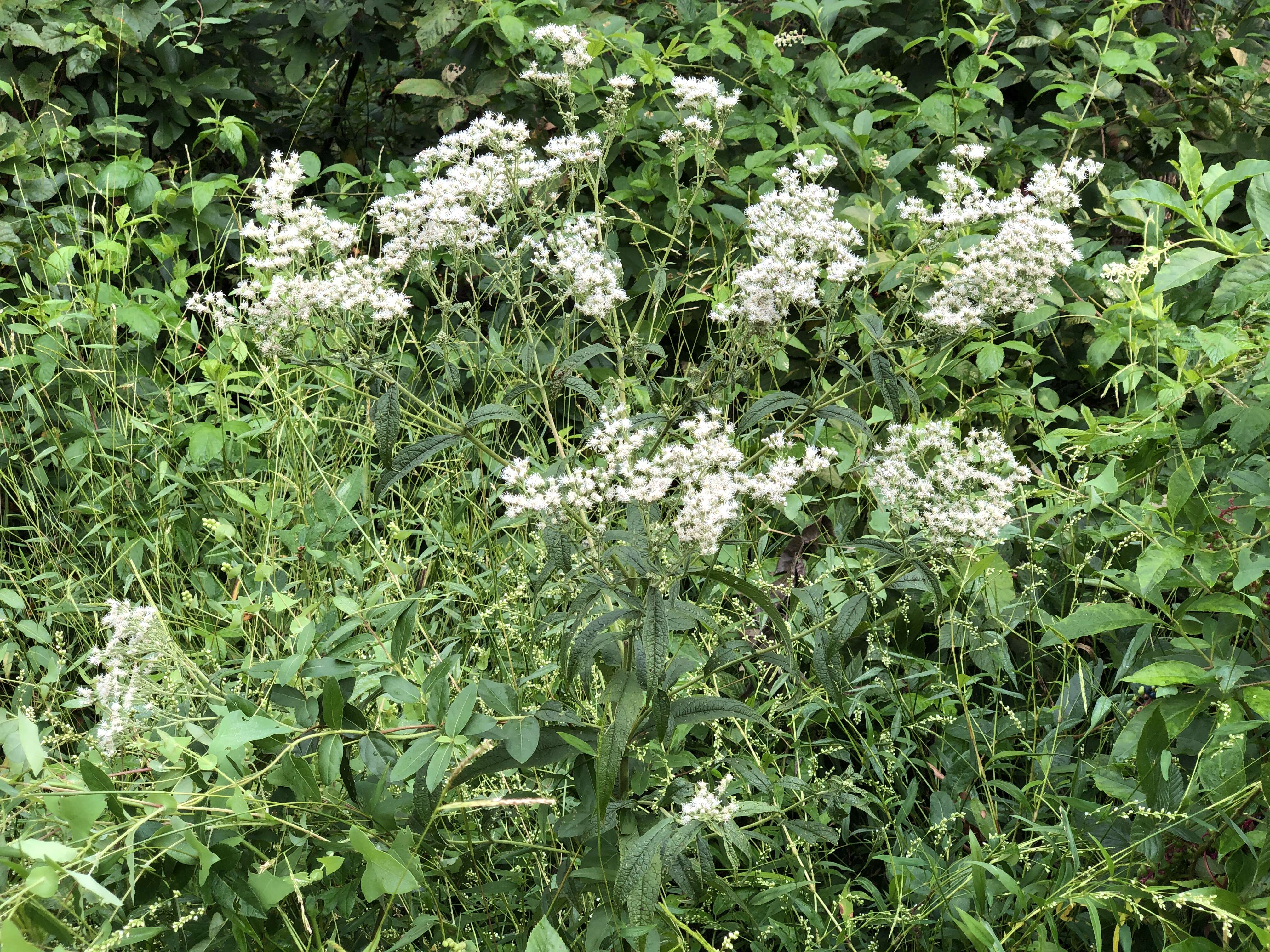 Image of common boneset