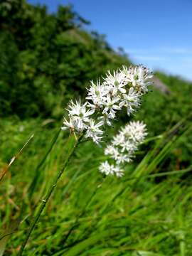 Image of Triantha japonica (Miq.) Baker