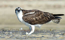 Image of ospreys