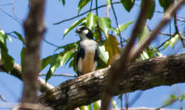 Image of Bornean Falconet