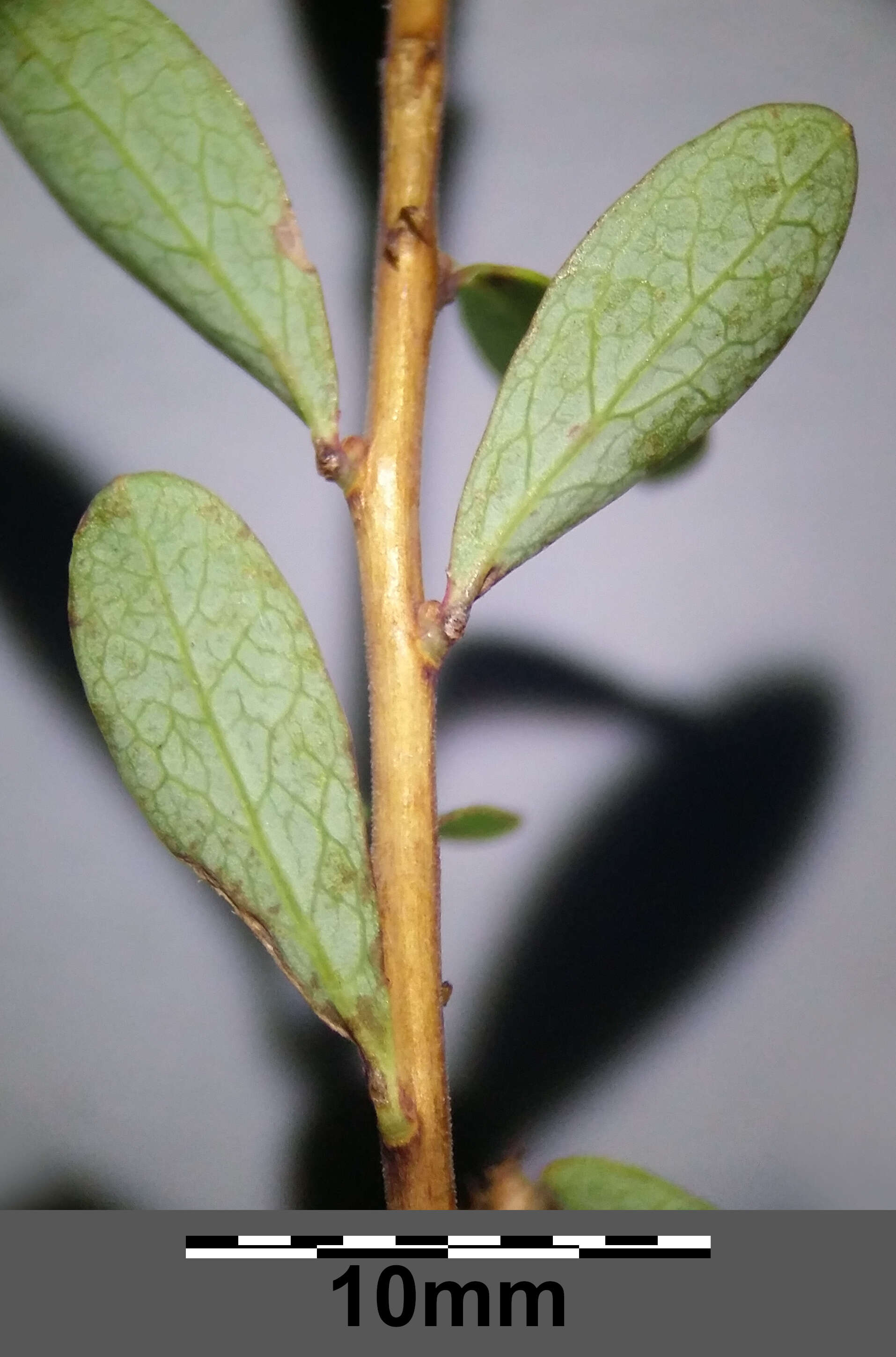 Image of alpine bilberry