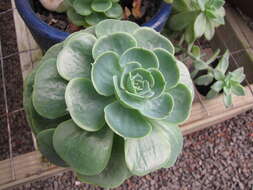 Image of hens and chicks