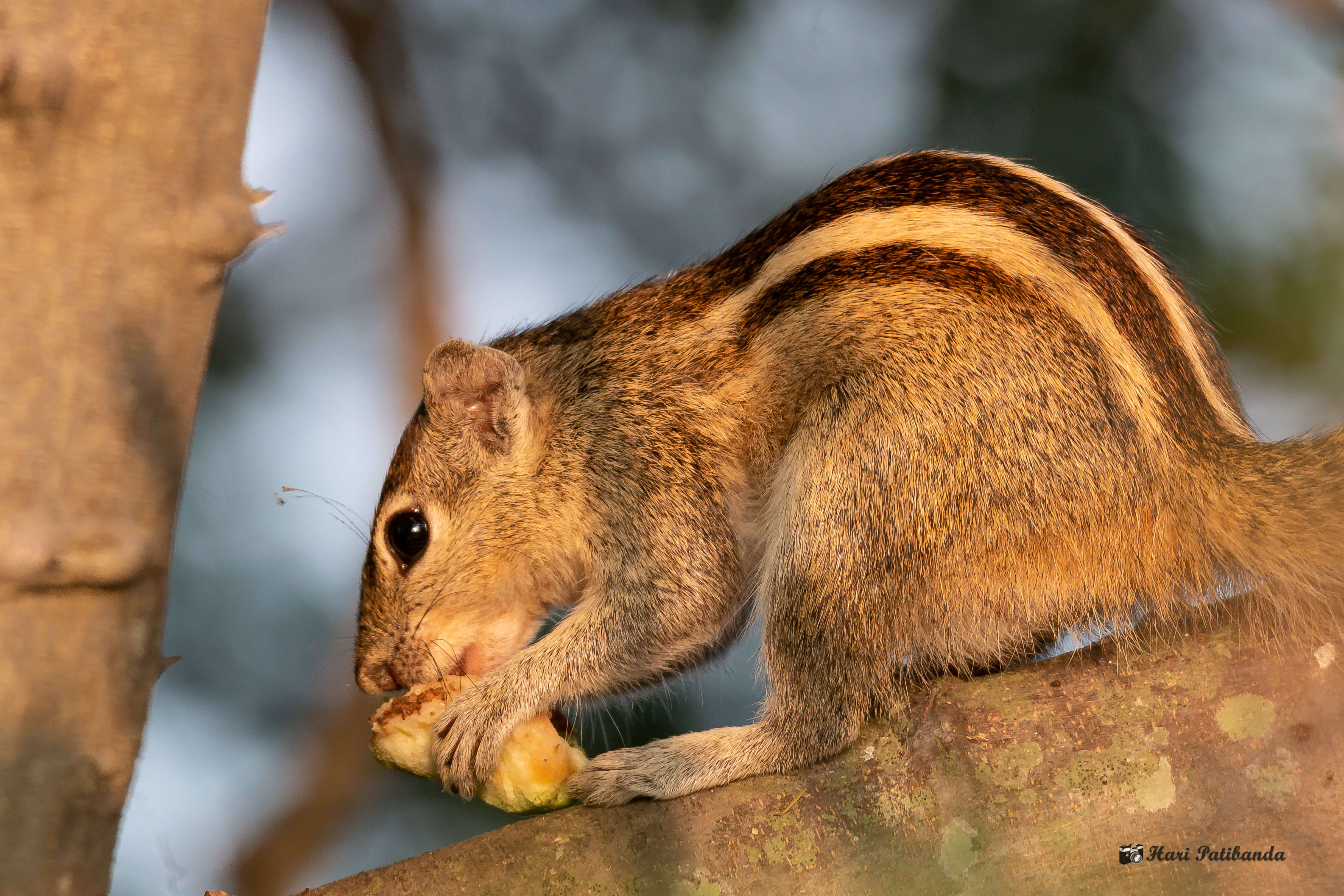 Image of Indian palm squirrel