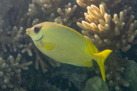 Image of Coral rabbitfish