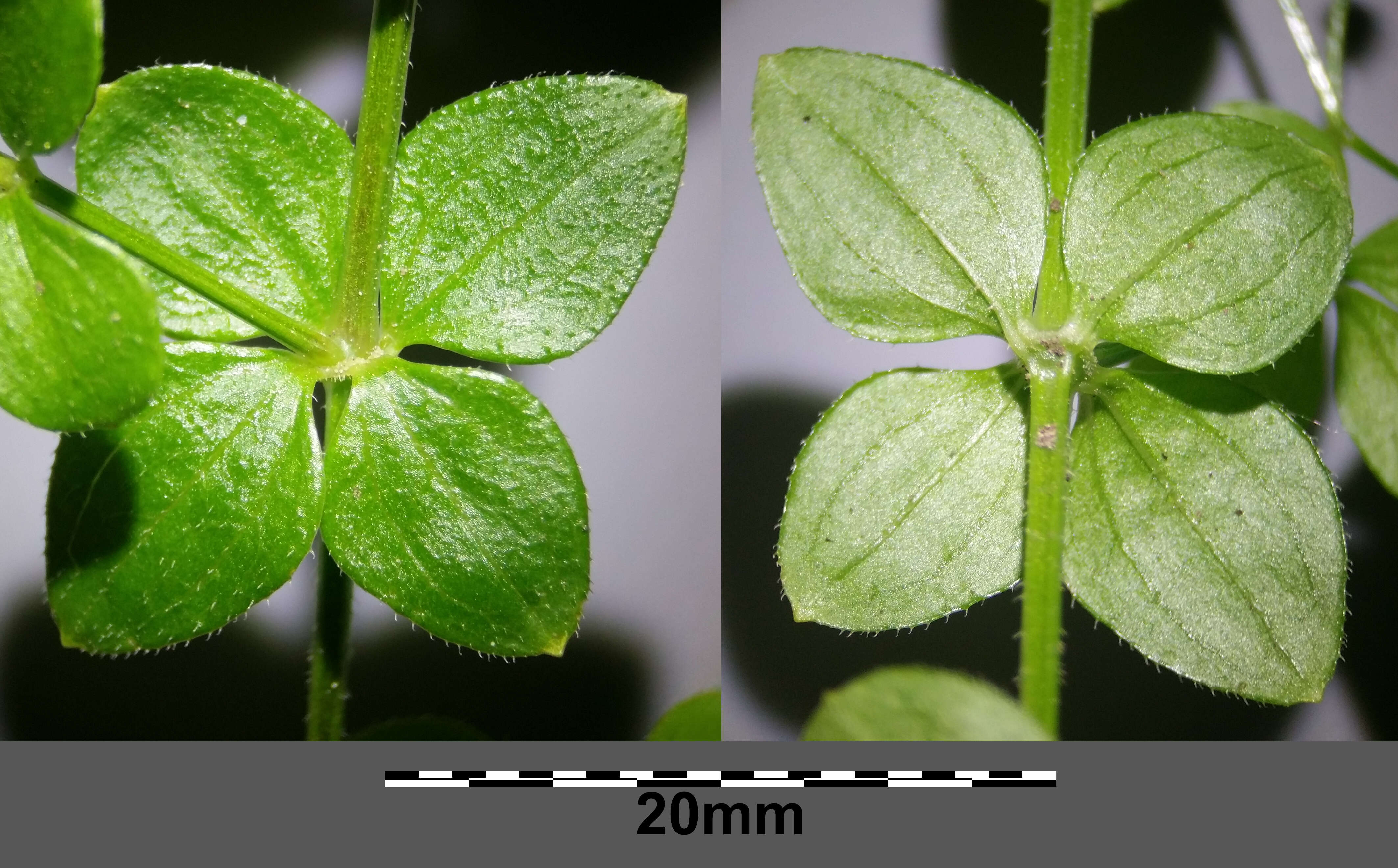 Image of Round-leaved Bedstraw