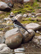 Image of White-browed Wagtail