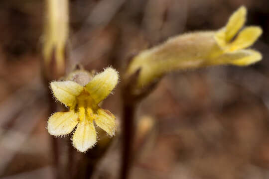 Image of clustered broomrape