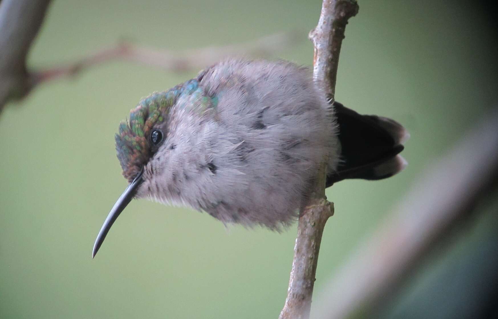 Image of Crowned Woodnymph