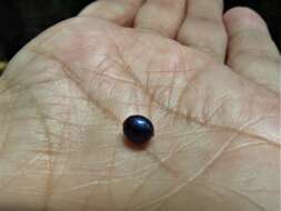 Image of marble berry