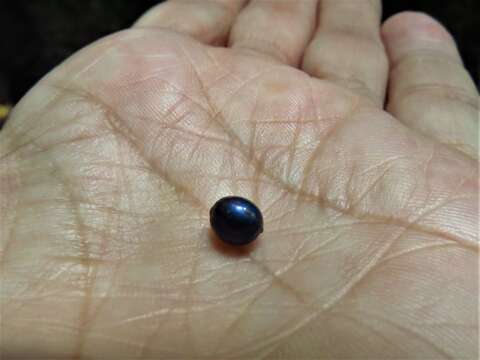 Image of marble berry