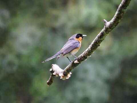 Symposiachrus trivirgatus (Temminck 1826) resmi