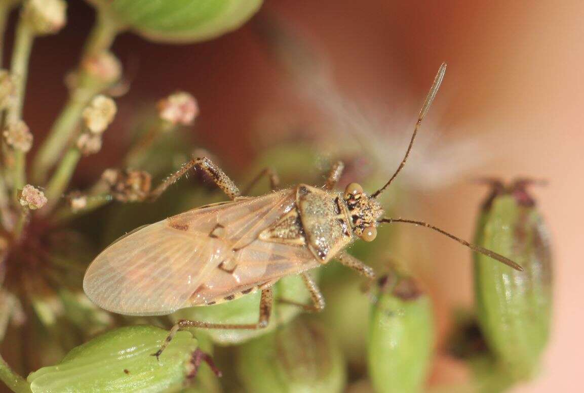 Image of Hyaline Grass Bug
