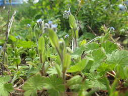 Image of field forget-me-not